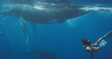 Dances with whales Stock Footage 125167131
