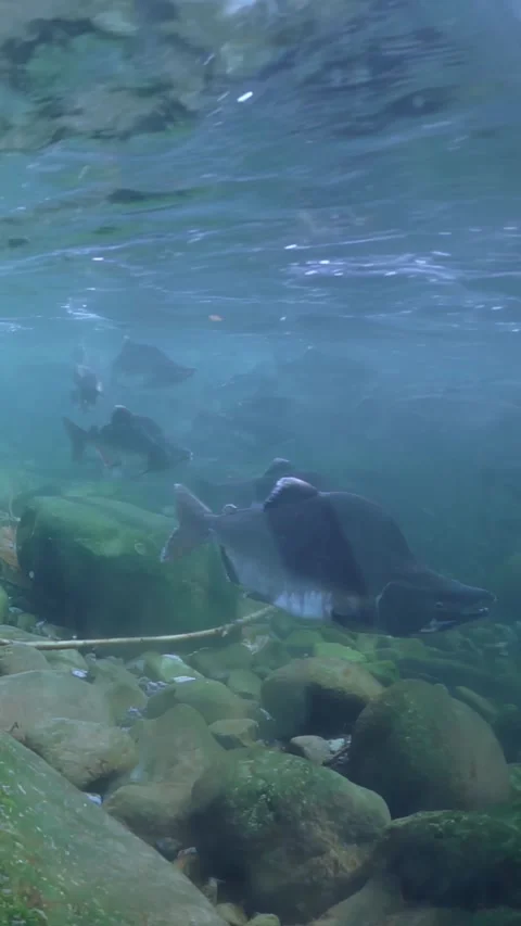 Dancing Among the Currents: Salmon Schooling Underwater at Dusk Stock Footage 299460384