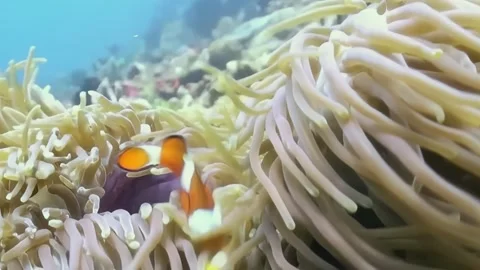 Dancing Among the Tentacles Clownfish and Anemone in Tropical Waters Stock Footage 344484061