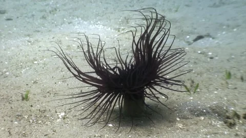 Dancing anemone in the shallow waters of the philippines Stock Footage 337496914