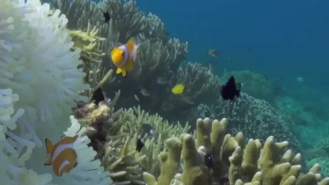 Dancing Anemonefish Glide Around Vibrant Anemone in Tropical Coral Reef Stock Footage 327834849