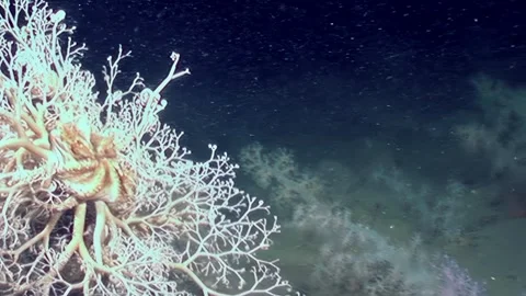 Dancing Arms of Gorgonocephalus Eucnemis in Deep Sea Stock Footage 319855214