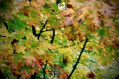 Dancing Autumn Leafs Stock Photos