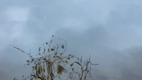 Dancing autumn tree reflected in river waves Stock Footage 319743903