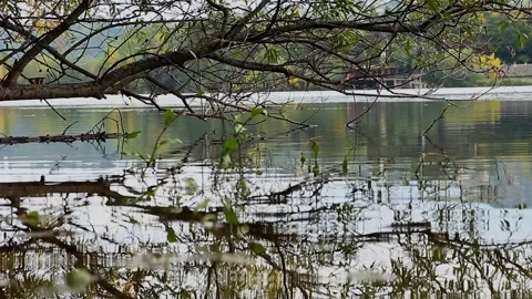 Dancing autumn tree reflected in river waves Stock Footage 319744130