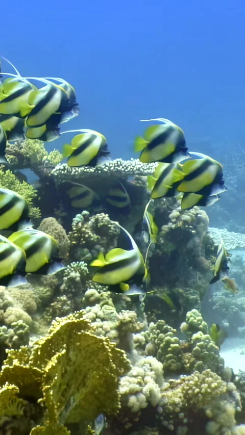 Dancing banners beneath waves in the Red Sea at noon Stock Footage 319533756