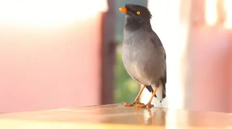 Dancing bird Stock Footage 20501015