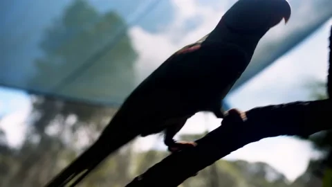 Dancing Bird Video stock 156027022