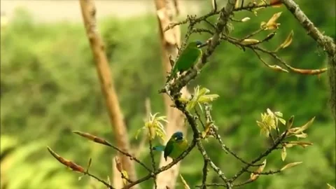 Dancing bird Video stock 197739076