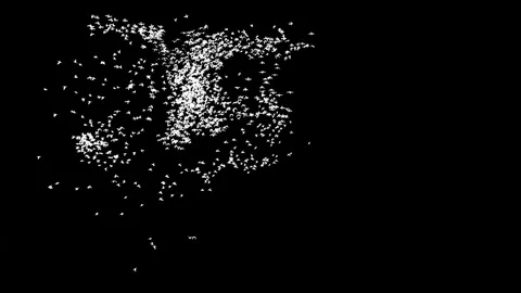 Dancing with birds1 Stock Footage 338189924