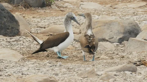 Dancing blue-footed boobies on isla espanola in the galapagos Stock Footage 65030885