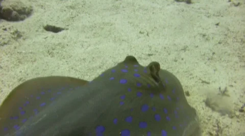 Dancing Blue Spotted Sting Ray Stock Footage 185438