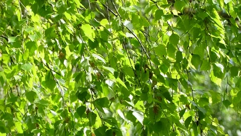 The Dancing Branch of the Downy Birch – Gentle Movements in the Wind Stock Footage 310673968