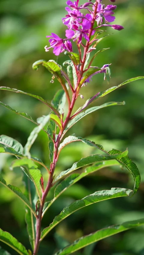 Dancing in the Breeze – Narrow-Leaved Willowherb in the Wind Stock Footage 312862426