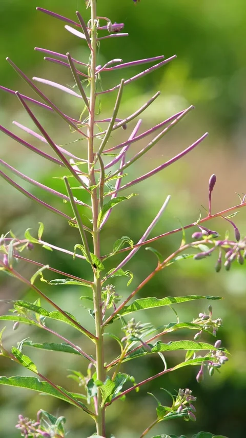 Dancing in the Breeze – Narrow-Leaved Willowherb in the Wind Stock Footage 312863902