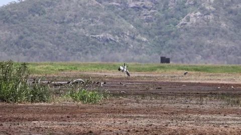 Dancing Brolgas Stock Footage 293065072