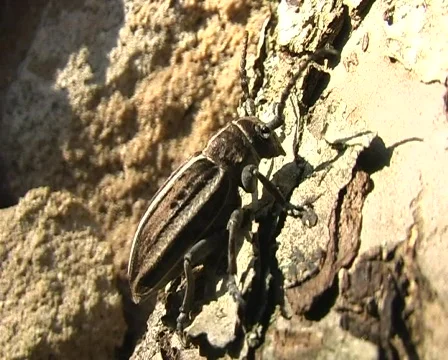 Dancing bug Stock Footage 295781