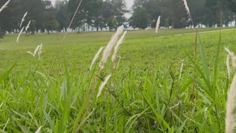 Dancing bull grass with the wind Stock Footage 287958894