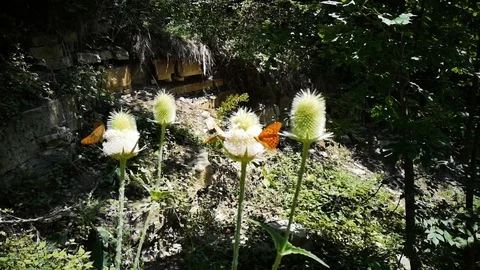 Dancing butterflies in the forest Stock Footage 113686269