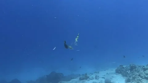 Dancing Butterflyfish and Angelfish explore Coral Reef in the Red Sea Stock-Footage 312280453