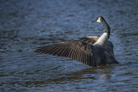 Dancing Canada Goose Stock-Fotos