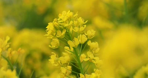 Dancing Canola Flowers 스톡 동영상 332399727