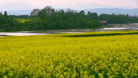 Dancing Canola Flowers 스톡 동영상 332400022