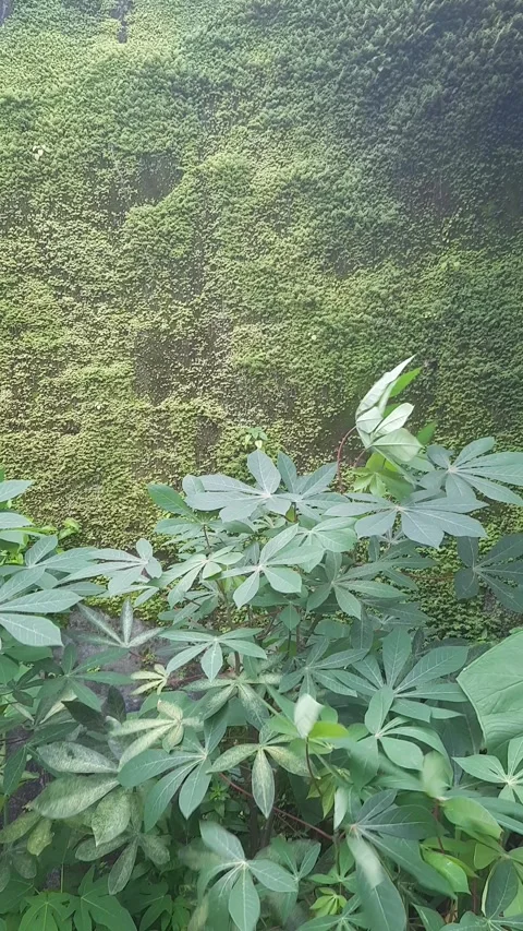 Dancing Cassava Leaves, Vertical 4k Footage Video stock 327829205