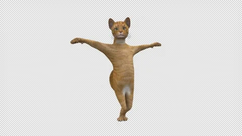 Dancing Cat - 3d render looped with alpha channel. Stock Footage 261021814