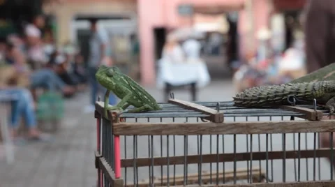 Dancing Chameleon - Marrakech souk Video stock 40067619