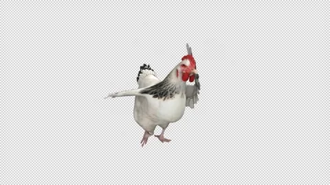 Dancing chicken - 3d render looped with alpha channel. Stock Footage 261382558