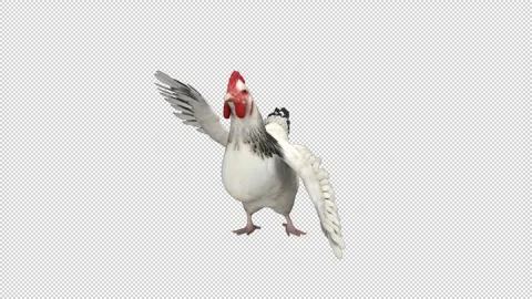 Dancing chicken - 3d render looped with alpha channel. Video stock 261382757