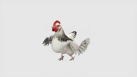 Dancing chicken - 3d render looped with alpha channel. Stock Footage 261383520