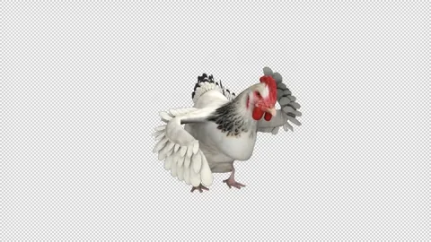 Dancing chicken - 3d render looped with alpha channel. Stock Footage 261383780