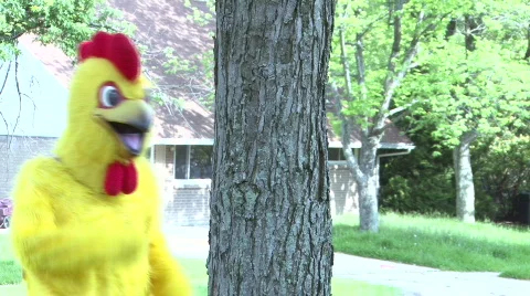 Dancing Chicken Behind Tree Stock-Footage 445664