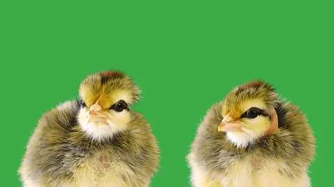 Dancing chicken on green screen Stock-Footage 265026181