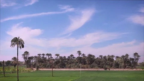 Dancing cloud shadows oven lush green meadow with palm trees 2 Video stock 155067614