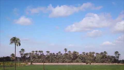 Dancing cloud shadows oven lush green meadow with palm trees Video stock 155078936