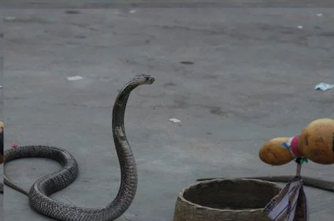 Dancing cobra 스톡 사진