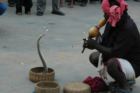 Dancing Cobra 스톡 사진