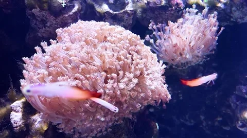 Dancing Coral and Tiny Fish: A Graceful Underwater Ballet | HD Video Stock Footage 298112652