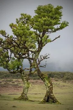Dancing couple Stock Photos