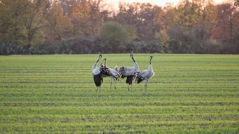 Dancing cranes on a green meadow at sunset in an autumn landscape Stock Photos