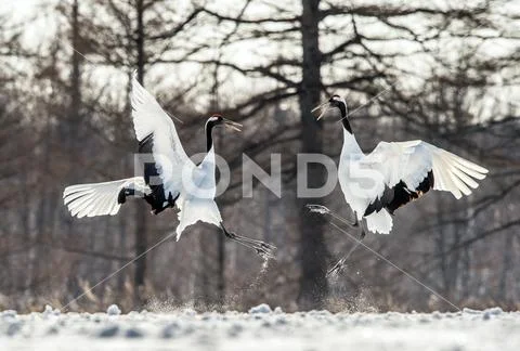 Dancing Cranes. The ritual marriage dance of cranes. The red-crowned crane . Stock Photos