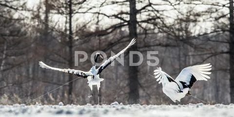 Dancing Cranes. The ritual marriage dance of cranes. The red-crowned crane . Stock Photos