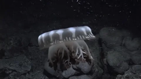 Dancing Crown Jellyfish Pulses in the Deep Ocean Stock Footage 324175608
