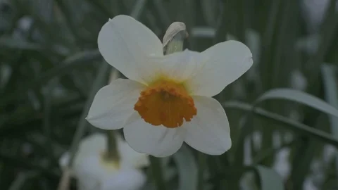 The dancing Daffodil 스톡 동영상 87345727
