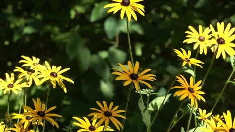 Dancing Daisies Flowers conducted by the wind Stock Footage 114028245