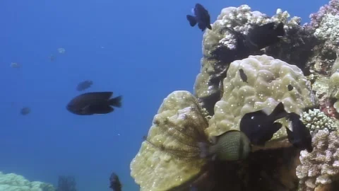 Dancing with damselfish in the Philippines waters Stock Footage 318837158