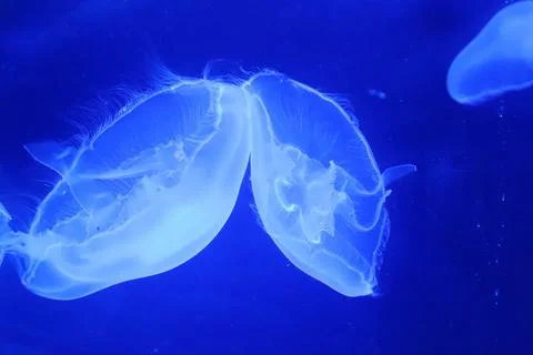 Dancing in the deep blue. Stock Photos